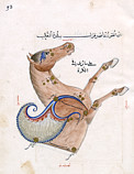 The constellation Pegasus